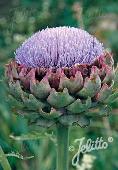 Cynara cardunculus f. scolymus Green Globe Typ